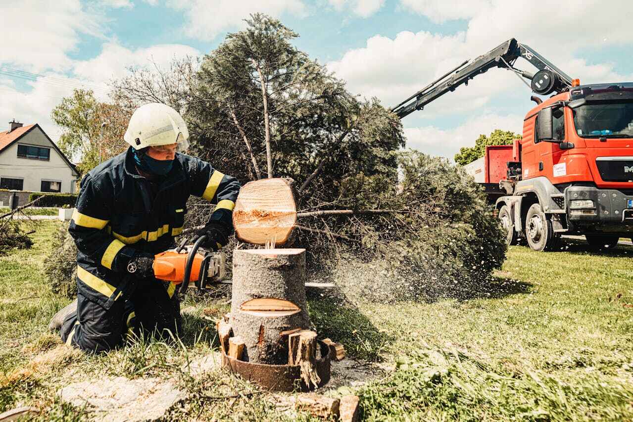 Tree Root Removal